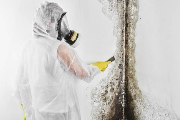 Best Professional Mold Removal  in Lyons, WI