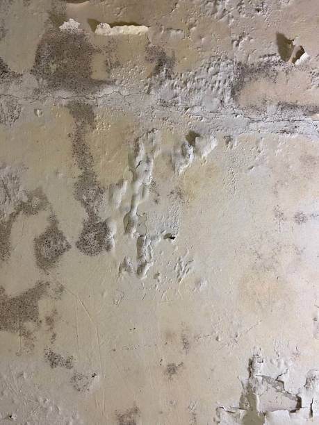 Best Certified Mold Removal  in Lyons, WI