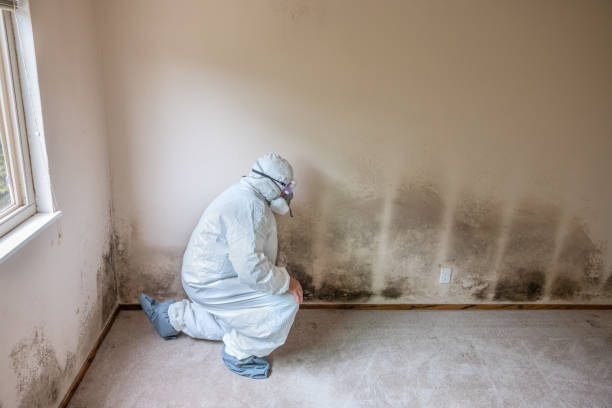 Certified Mold Removal in Lyons, WI