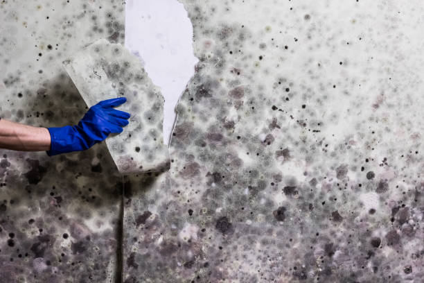 Best Home Mold Removal  in Lyons, WI