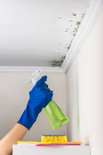 Best Black Mold Removal  in Lyons, WI