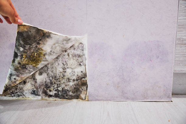Best Affordable Mold Removal  in Lyons, WI